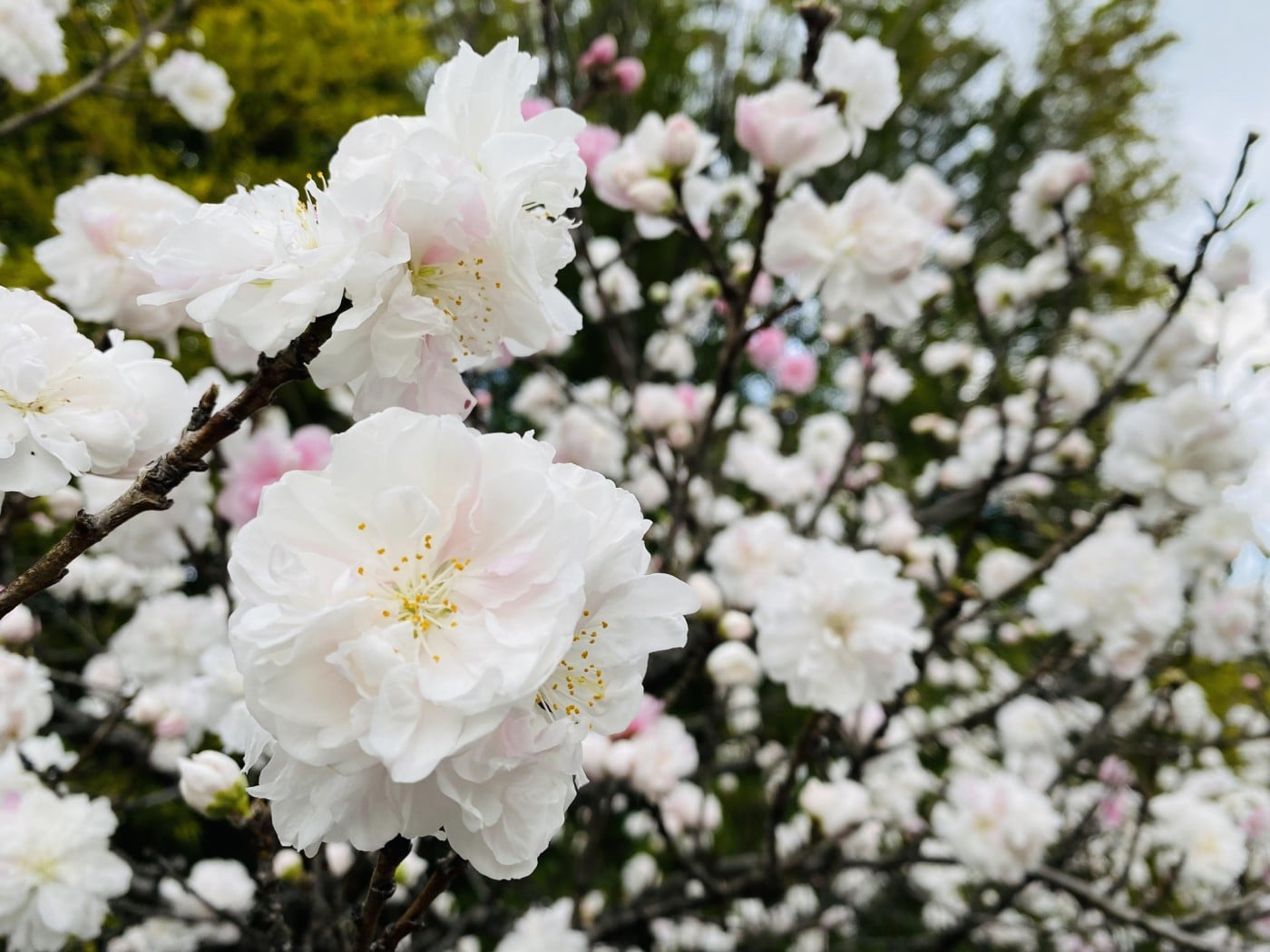 桜もいいですが、長く楽しめる桃の花も好きです！