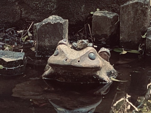 池にカエルが来てくれました！仲間だと思っているのでしょうか？