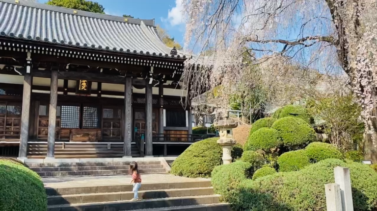 令和5年　しだれ桜ライトアップ終了です！