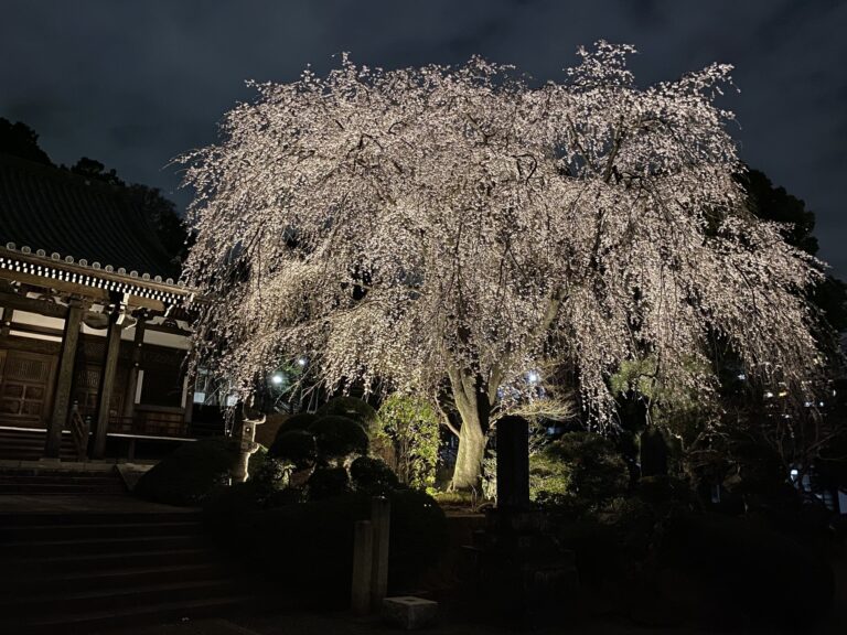 しだれ桜ライトアップ終了です！