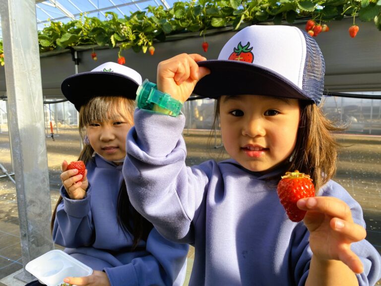 相模原地元のイチゴ！