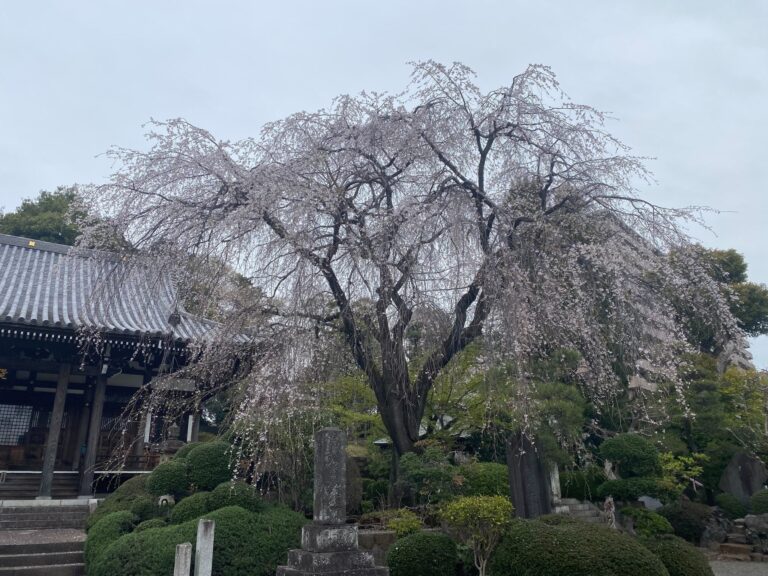 令和6年　桜の開花状況！