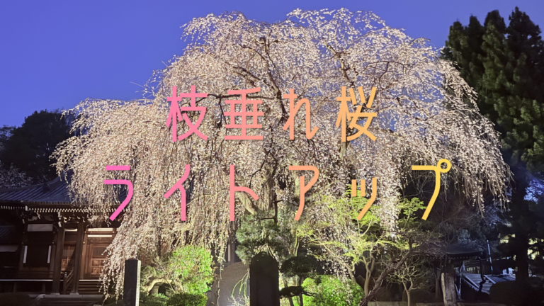 枝垂れ桜ライトアップ✨★3月21日～数日間★